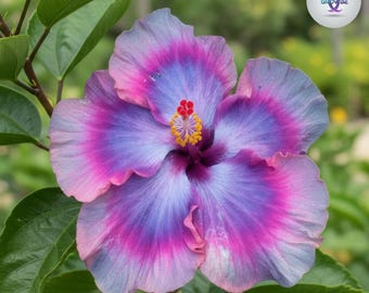 ハイビスカスの耳飾り/パープル 巨大な紫色のハイビスカス 種子20粒｜大胆な熱帯性多年草｜受粉を