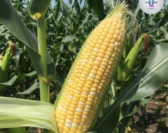 Serendipity Sweet Corn Seeds for Planting | Triple-Sweet Hybrid, Non-GMO Garden Seeds, High-Yield Corn Excellent Flavor & Storage 1 Packet