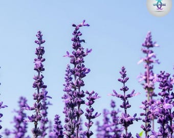 Semi di lavanda inglese / Oltre 1.000 semi sfusi non OGM, varietà antiche di erbe aromatiche per la semina, lavanda comune profumata, olio essenziale, tè, fiori recisi
