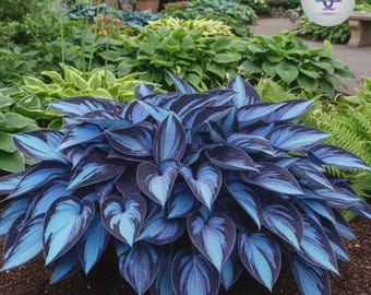 Oltre 100 semi rari di Hosta blu metallizzata / Semi di piante perenni da giardino ombreggiato, fogliame blu gigante, copertura del terreno non OGM / Bellezza per esterni