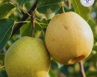 25+ Crystal Pear Seeds | Sweet, Crisp Asian Pear Fruit Tree Starter | Edible Home Orchard Seeds | USA Seller FREE SHIPPING
