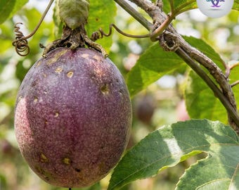 15+ Golden Passion Fruit Seeds | Sweet Granadilla Yellow Passion Fruit, Tropical Edible Vine, Aromatic Fruit, Non-GMO USA