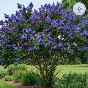 Può includere: Un albero con abbondanti fiori blu e viola, con un tronco marrone e foglie verdi. Lo sfondo mostra un prato verde e altra vegetazione. Un logo è visibile nell'angolo in alto a destra.