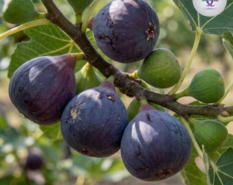 100+ Texas Blue Giant Fig Seeds | Rare Ficus Carica | Sweet Edible Fruit Tree Starter | Grow Indoors Outdoors | Non-GMO