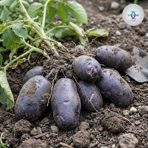 May include: A cluster of freshly harvested purple potatoes, still covered in soil, rests on the ground. Green leaves and stems are visible, along with a small garden shovel. The potatoes are oval-shaped and vary in size.