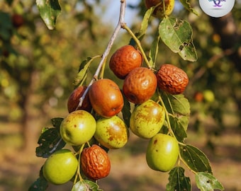 10 semillas de azufaifo (Ziziphus azufaifo), superfruta, sin OMG, de rápido crecimiento, comestible, dátil chino, resistente, para huerto casero.