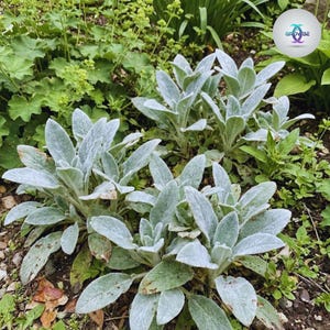 May include: A cluster of Lamb's Ear plants with soft, silvery-green leaves. The plants are in a garden setting, surrounded by other greenery and soil. The leaves have a velvety texture, and the image is well-lit, showcasing the plant's details.