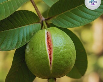 50 RED Guava Seeds: Exotic Tropical Fruit Tree Starter | Sweet Pink Flesh | Non-GMO | Grow Indoors or Outdoors | Home Garden & Patio