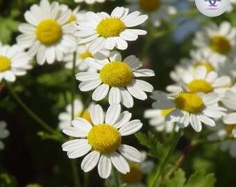 1,000+ Feverfew Seeds Tanacetum Parthenium |Bulk Medicinal Herb Seeds for Herbal Tea,Migraine Relief,Cottage Garden Flowers,Non-GMO Heirloom