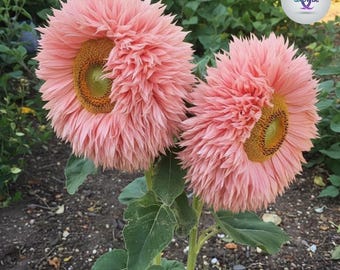 Giant Teddy Bear Sunflower Seeds | 50PCS pink Unique Pink Sunflower | Perfect for Gardens & Flower Beds | Easy to Grow | Non-GMO Heirloom