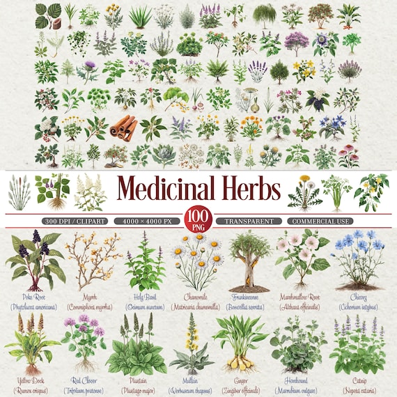 Medicinal Herbs Botanical Clipart Bundle PNG 300 DPI