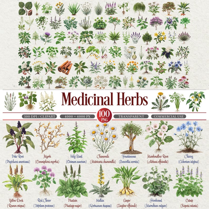 May include: A digital illustration featuring a collection of various medicinal herbs. The image includes detailed botanical drawings of plants like chamomile, ginger, and holy basil, with labels. The text "Medicinal Herbs" is prominently displayed.
