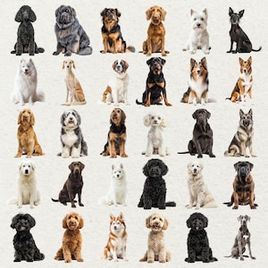 May include: A collection of various dog breeds, each in a seated position. The dogs vary in size, color, and coat type, including breeds like Poodles, Rottweilers, and Huskies. The image is a studio shot with a neutral background.