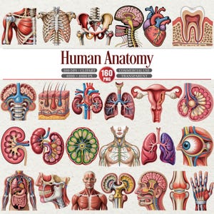 Könnte beinhalten: Eine Sammlung detaillierter Illustrationen der menschlichen Anatomie, einschließlich Skelett, Organen und Muskeln. Das Bild enthält den Text "Human Anatomy" und weitere Details.