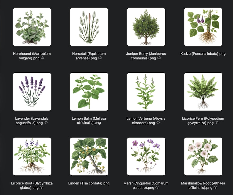 May include: A collection of botanical illustrations featuring various herbs and plants, including lavender, lemon balm, and licorice fern. Each plant is depicted with its roots and labeled with its common and scientific names, set against a white background.