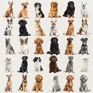 May include: A grid of various dog breeds, each in a seated position. The dogs vary in size, color, and fur type, including breeds like a German Shepherd, a Poodle, and a Labrador.