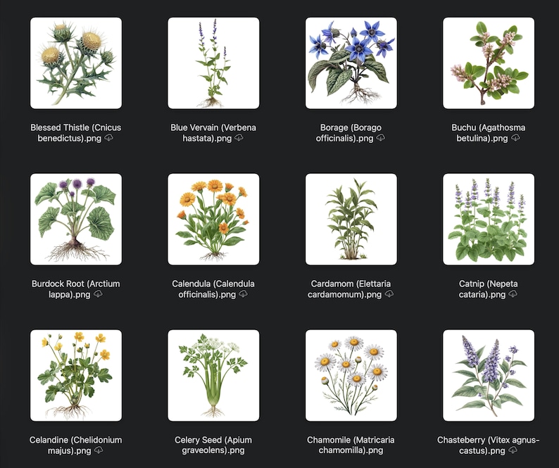 May include: A collection of botanical illustrations featuring various herbs and plants. The images showcase detailed drawings of Blessed Thistle, Blue Vervain, Borage, Buchu, Burdock Root, Calendula, Cardamom, Catnip, Celandine, Celery Seed, Chamomile, and Chasteberry.