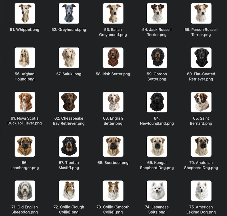 May include: A collection of dog breed portraits, each in a square frame. Breeds include Whippet, Greyhound, Italian Greyhound, Jack Russell Terrier, Parson Russell Terrier, Afghan Hound, Saluki, Irish Setter, Gordon Setter, and Flat-Coated Retriever.