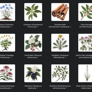 May include: A collection of botanical illustrations featuring various herbs and plants. The images include chicory, cinnamon, clove, coltsfoot, cramp bark, dandelion, devil's claw, echinacea, elderberry, eleuthero, and false unicorn.