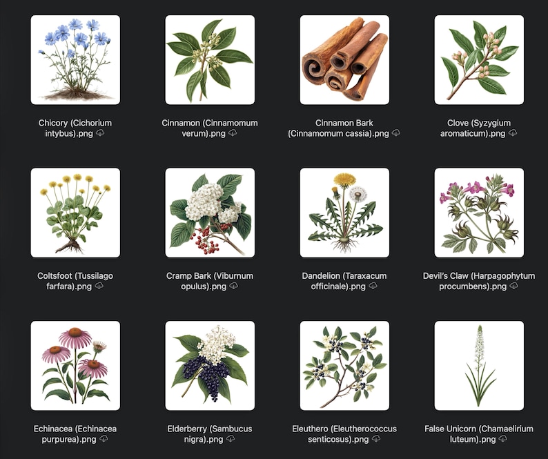 May include: A collection of botanical illustrations featuring various herbs and plants. The images include chicory, cinnamon, clove, coltsfoot, cramp bark, dandelion, devil's claw, echinacea, elderberry, eleuthero, and false unicorn.