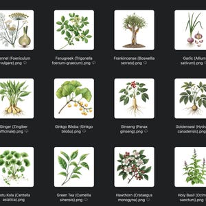 May include: A collection of watercolor illustrations of various herbs and plants, including fennel, fenugreek, frankincense, garlic, ginger, ginkgo biloba, ginseng, goldenseal, gotu kola, green tea, hawthorn, and holy basil. Each image is labeled with the plant's name.