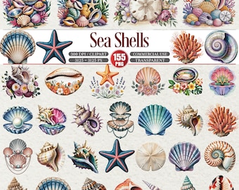 Sea Shells Clipart Bundle Transparent PNG Coastal Elements