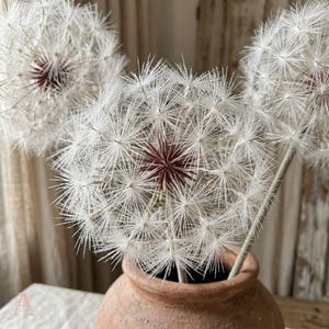 May include: A terracotta pot holding several artificial dandelion stems. The dandelion heads are white with a deep burgundy centre. The stems are a light green colour. The pot is unglazed and has a rustic appearance.