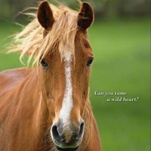 MY FRIEND FLICKA van Mary O'Hara - Etsy Beste prijs! Fantastische klassieke kinderfictie, perfect voor lezers van 8-12 jaar!