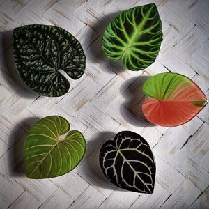 May include: An overhead shot showcases five heart-shaped leaves with intricate veining patterns. The leaves display a variety of colors, including deep green, light green, and a vibrant mix of red and green. The leaves are arranged on a light-colored, woven surface.