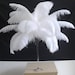 see more listings in the Bulk Ostrich Feathers section