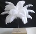 100 White Ostrich Feathers for Wedding centerpieces 