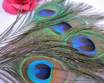 Peacock tail  feathers 10-12" for Wedding Invitation Party Event Christmas Decoration Green Peacock Feather