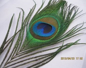 300pcs/lot Peacock tail  feathers 10-12" for Wedding Party Event Christmas Decoration