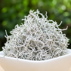 May include: A mound of dried, pale grey, branching lichen or moss-like plant material piled high in a smooth, white, rounded ceramic bowl. The texture is intricate, tangled, and fibrous, with many thin, irregular, and brittle-looking stems.