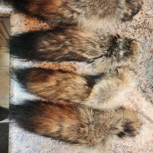Tanned coyote tail for crafts or decor