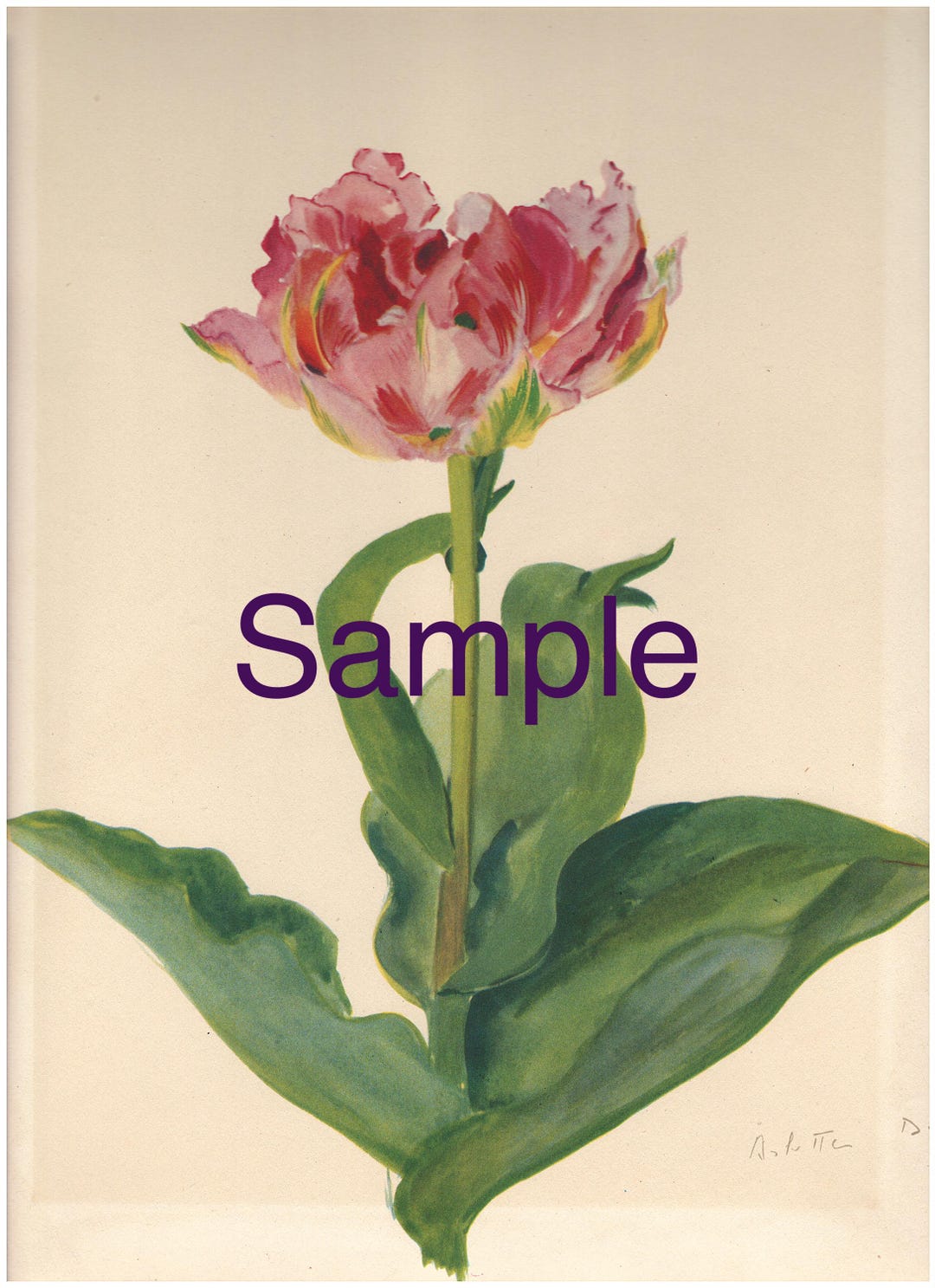 Vintage Pink Parrot Tulip Botanical Print – Antique Floral Art ...