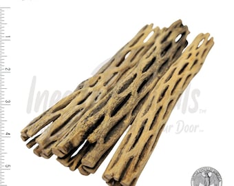 Madera de cholla natural de 6" - Apta para acuarios y terrarios
