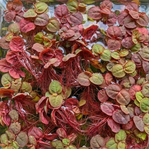 Puede incluir: Primer plano de plantas acuáticas con hojas pequeñas, redondas, rojas y verdes. Las plantas tienen largas raíces rojas y flotan en el agua. Las hojas hacen una transición de verde a rojo, creando un efecto degradado.