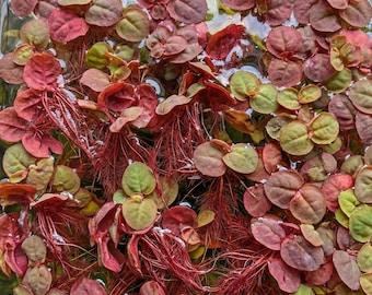 20-60+ Clusters of Red Root Floaters - Phyllanthus Fluitans - Grown In Shrimp Tanks