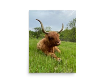 Highland Cow Wall Art Print | Rustic Farmhouse Decor | Country Wall Art | Highland Cattle Photo | Brown Cow Photography