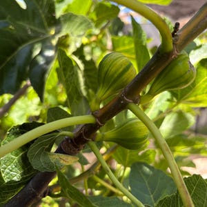 Panache Tiger Fig Tree - Panache Fig