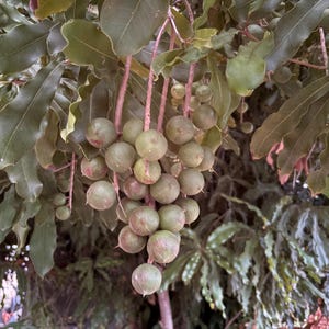 May include: A cluster of round, green macadamia nuts hanging from thin, light-colored stems. The nuts have smooth, firm skins with subtle reddish-brown spots. They are surrounded by dense, dark green, elongated leaves with wavy edges on the tree.