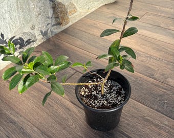 May include: A small green plant with two main stems growing in a black plastic nursery pot. The plant features glossy, dark green oval leaves and is potted in dark soil mixed with white perlite. The stems extend outward in different directions.