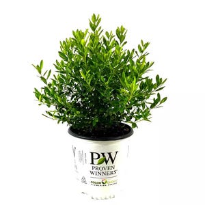 May include: A vibrant green flowering shrub in a white plastic pot. The plant has dense, leafy foliage and is labeled "Proven Winners" with the "Color Choice" logo. The pot is set against a clean white background.