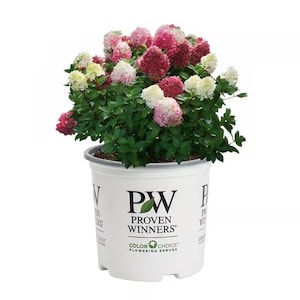 Puede incluir: Un arbusto en maceta con flores rosas, blancas y burdeos. La planta está en una maceta de plástico blanco con el logotipo "Proven Winners" y el texto "Color Choice Flowering Shrub".
