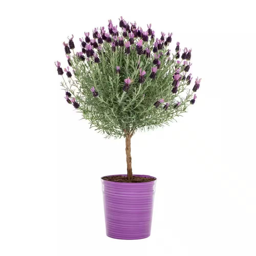 Lavender Indoor Live Plant - Etsy