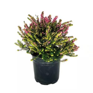 May include: A potted heather plant with vibrant pink and yellow flowers. The plant has green foliage and is contained in a black plastic pot. The image is set against a white background.