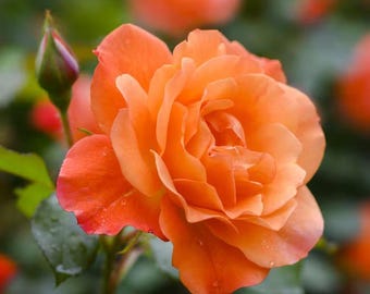 Bare Root Rose Maria Stern Hybrid Tea with Orange Flowers