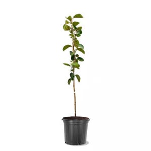 May include: A young tree in a black plastic pot. The tree has a slender brown trunk with green leaves. The pot is filled with dark soil. The background is plain white.