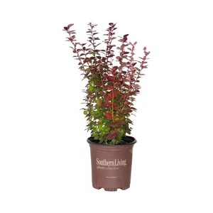 May include: A potted plant with burgundy and green foliage. The plant is in a brown plastic pot with the text "Southern Living plantcollection". The plant has multiple stems with small leaves.